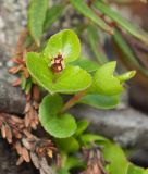 Salix herbacea. Верхушки веточек цветущего женского растения (на заднем плане листья багульника болотного, ветви вороники обоеполой и ветвь карликовой берёзы). Окр. г. Мурманска, склон СВ экспозиции, место позднего схода снега. 15.06.2013.