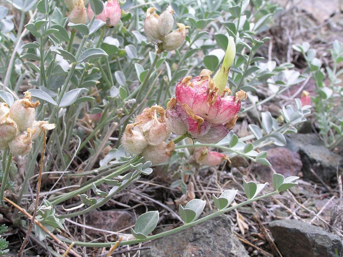 Image of Astragalus ellipsoideus specimen.