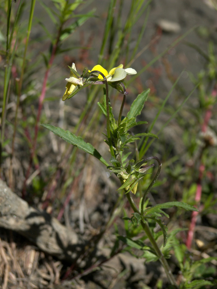 Image of Viola tricolor ssp. alpestris specimen.
