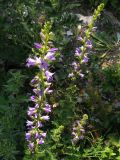 Campanula ruthenica