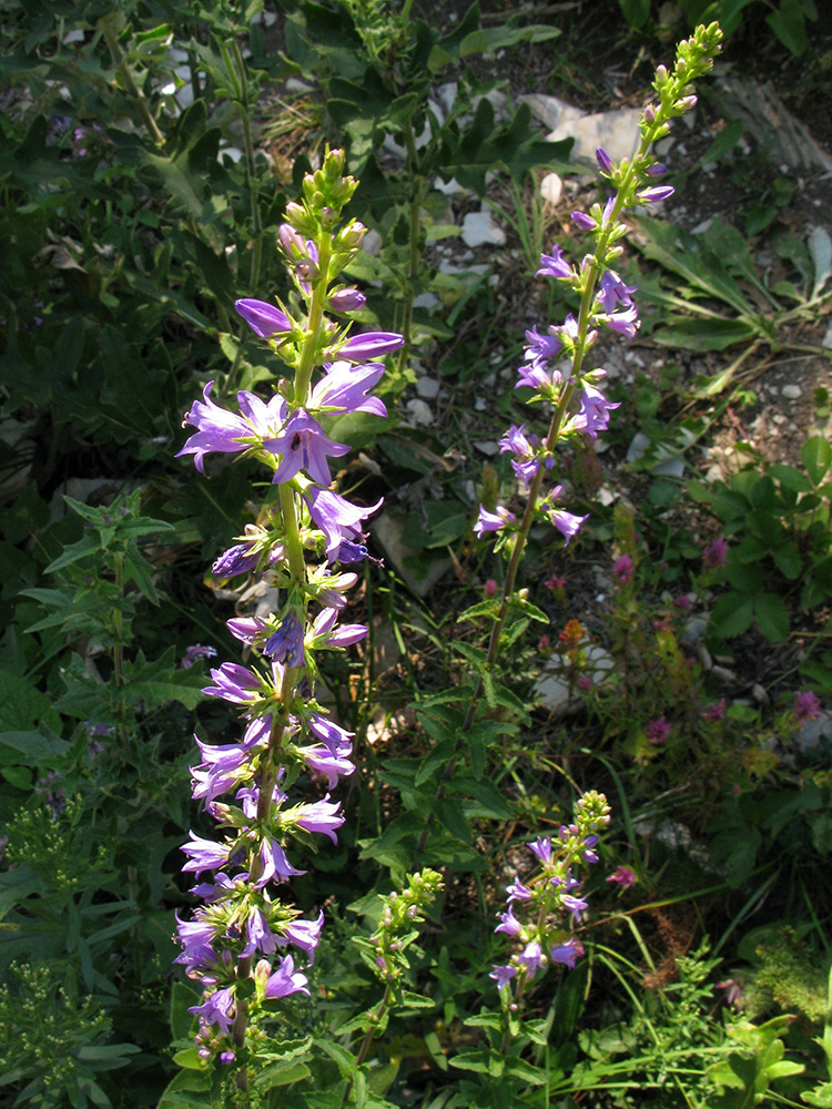 Image of Campanula ruthenica specimen.