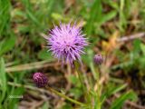 Cirsium setosum