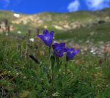 Campanula biebersteiniana