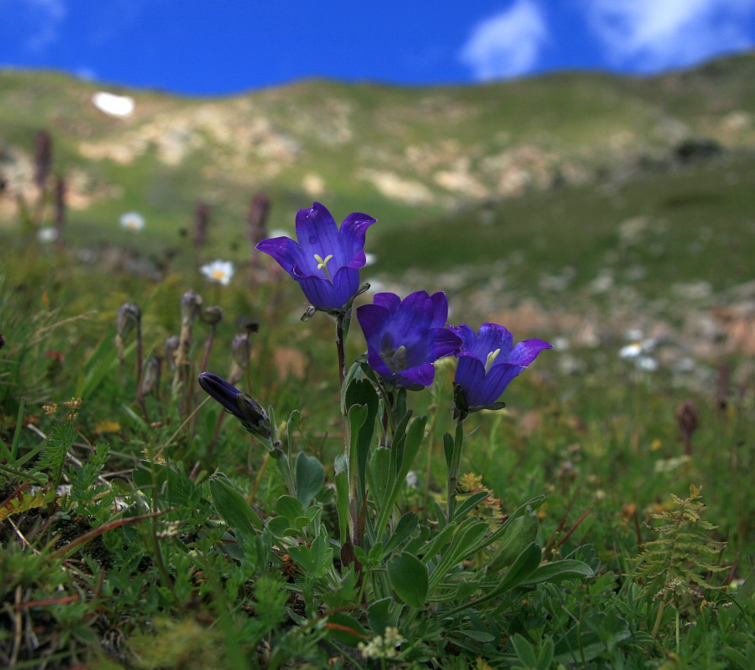 Image of Campanula biebersteiniana specimen.