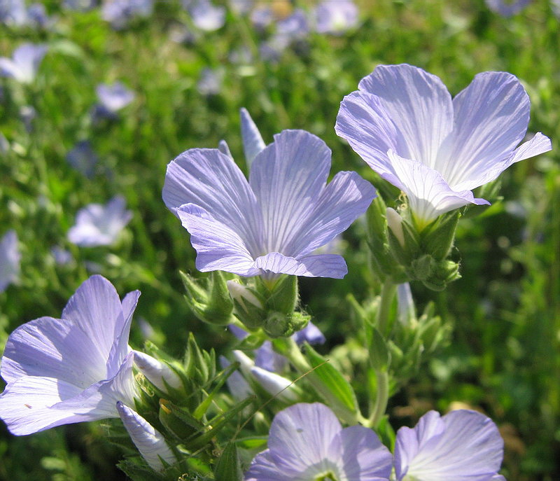 Image of Linum lanuginosum specimen.