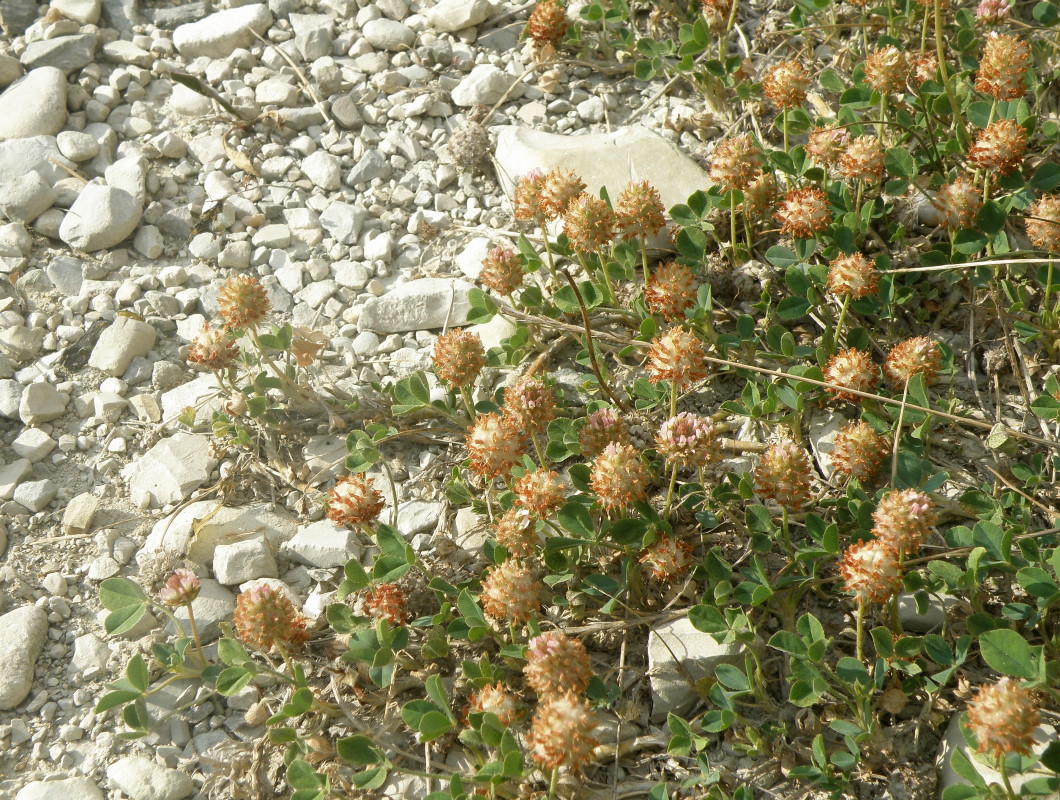 Изображение особи Trifolium fragiferum.