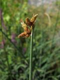 Schoenoplectus triqueter