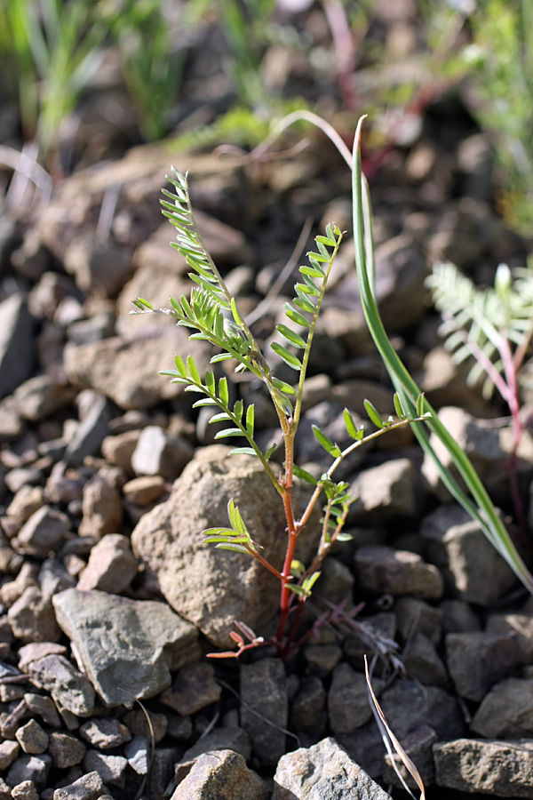 Изображение особи Astragalus schmalhausenii.