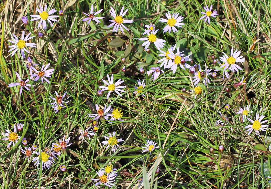 Image of Tripolium pannonicum specimen.