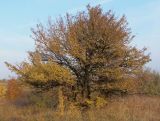 Pyrus pyraster. Взрослое дерево в осенней листве. Украина, Запорожская обл., Запорожский р-н, возле трассы напротив Кушугумского кладбища. 12.10.2013.