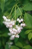 Staphylea pinnata