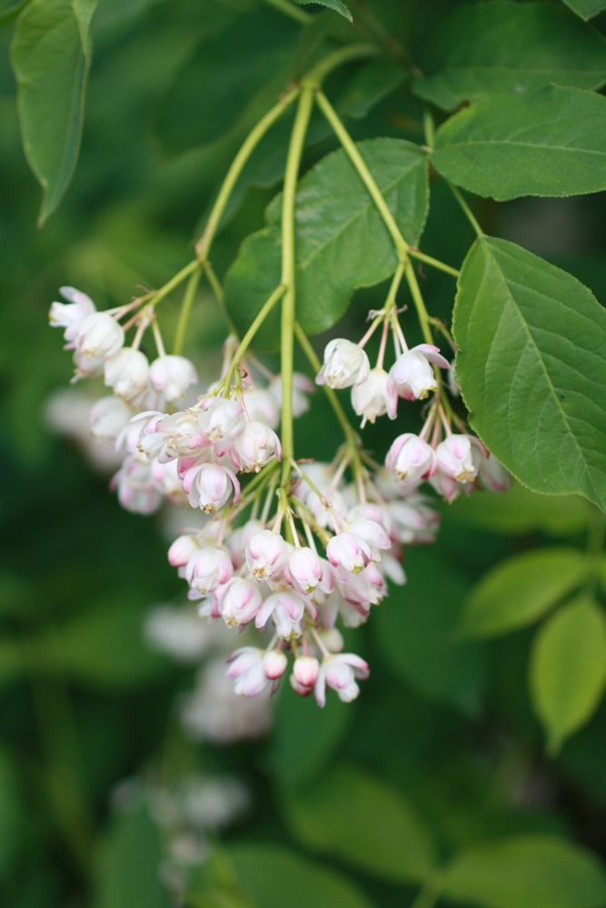 Image of Staphylea pinnata specimen.