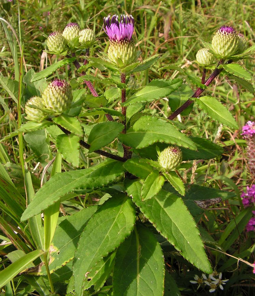 Изображение особи Cirsium vlassovianum.