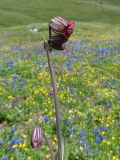 Gastrolychnis tristis