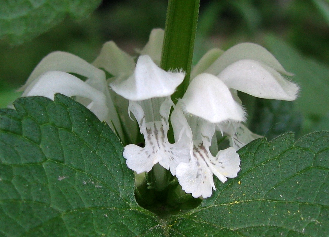 Image of Lamium album specimen.