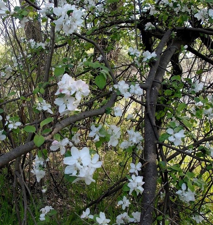 Image of Malus domestica specimen.