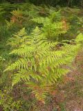 Pteridium aquilinum. Растения на опушке леса. Краснодарский край, окр. г. Геленджик, щель Прасковеевская, скальнодубово-можжевеловый лес на склоне горы. 21.09.2013.
