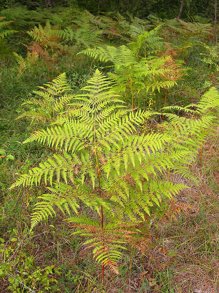 Изображение особи Pteridium aquilinum.