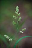 Dactylis glomerata