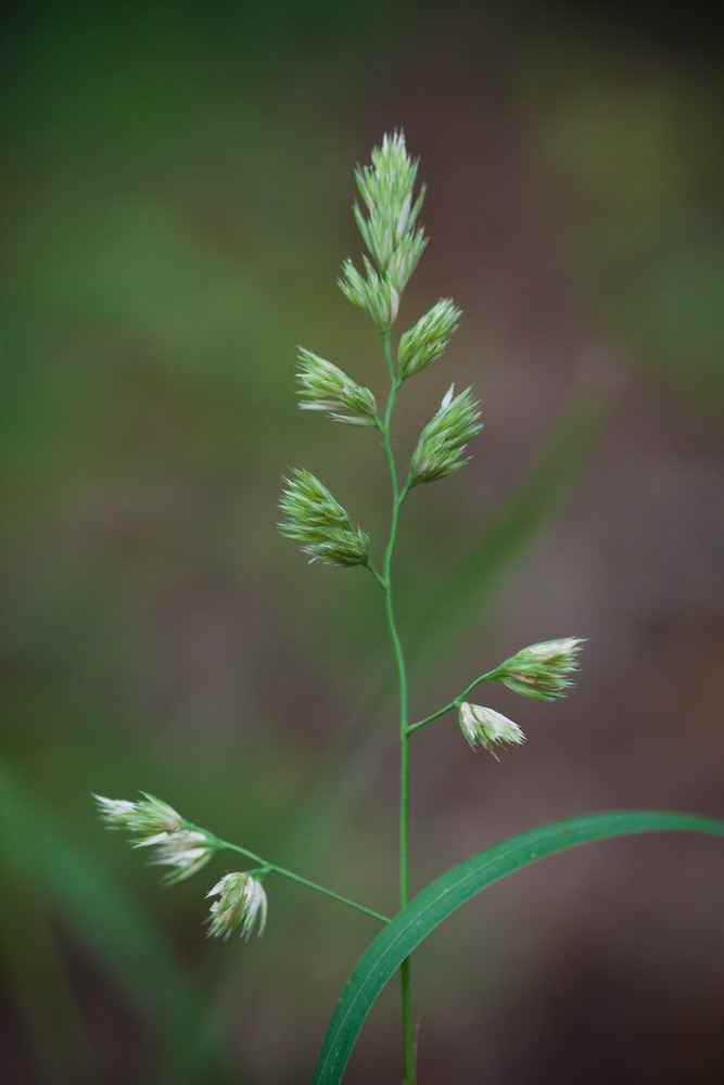 Изображение особи Dactylis glomerata.