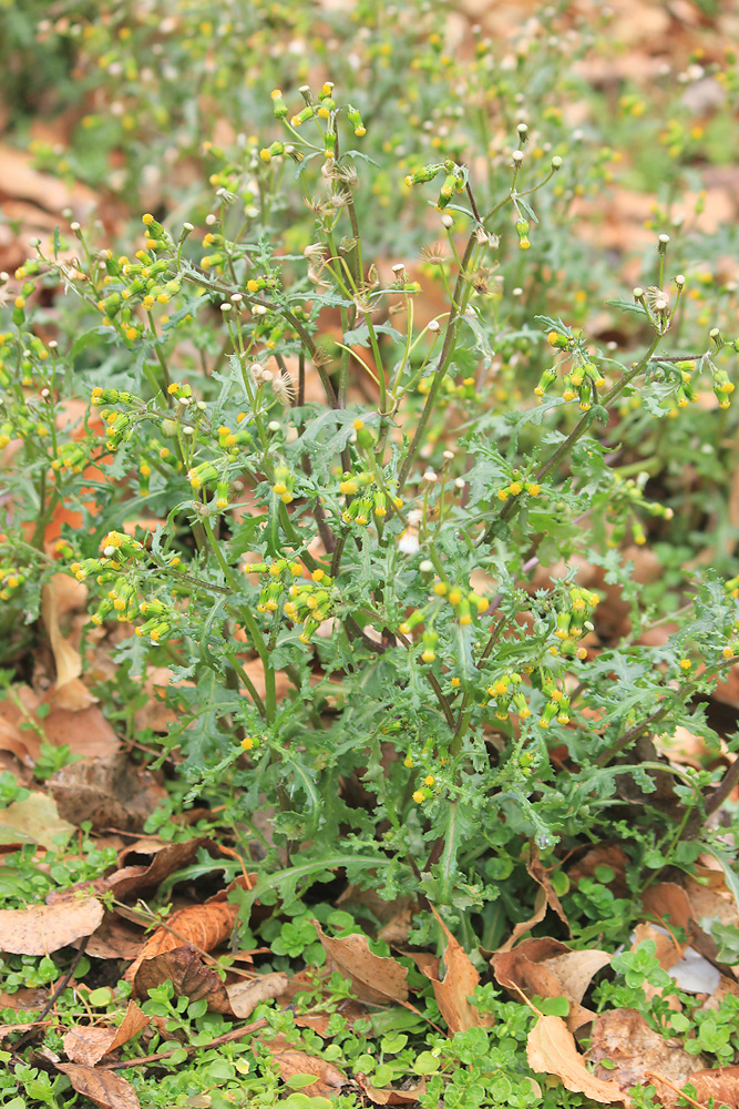 Image of Senecio vulgaris specimen.