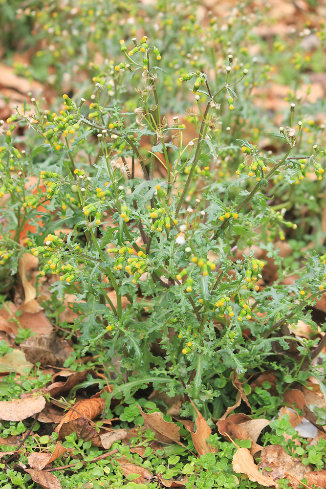 Изображение особи Senecio vulgaris.