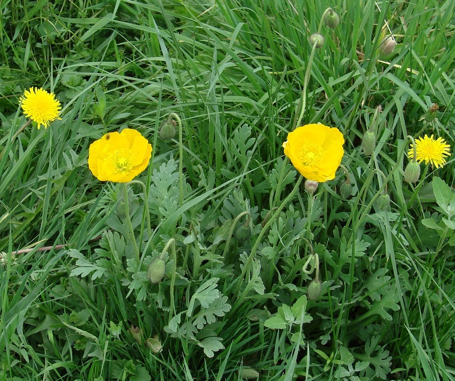 Image of genus Papaver specimen.