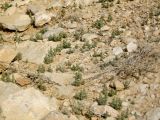 Salsola inermis. Молодые растения в каменистой пустыне. Израиль, нагорье Негева, национальный парк Эйн Авдат. 14.04.2008.