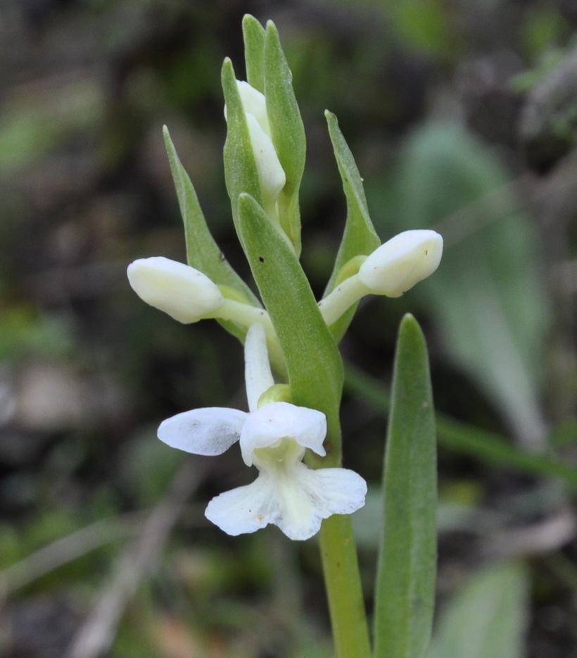 Image of Dactylorhiza romana specimen.