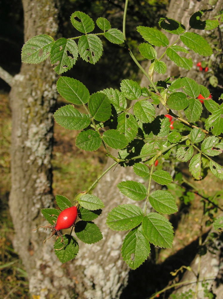 Image of Rosa rubiginosa specimen.