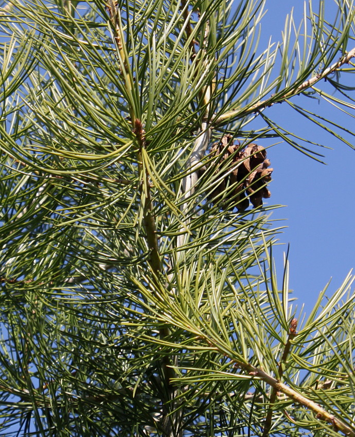 Изображение особи Pinus bungeana.