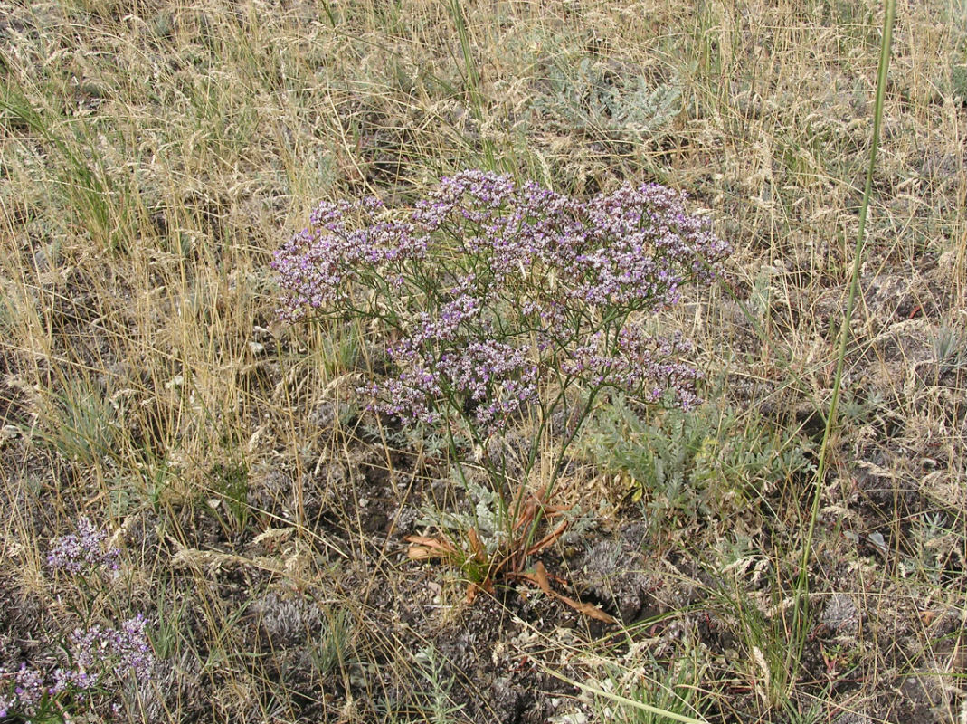 Изображение особи Limonium sareptanum.