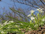 Ornithogalum woronowii. Цветущие растения. Краснодарский край, Новороссийский р-н, гора Рябкова, скальнодубово-грабинниковый лес на вершине горы. 11.04.2014.