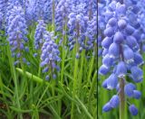 Muscari armeniacum