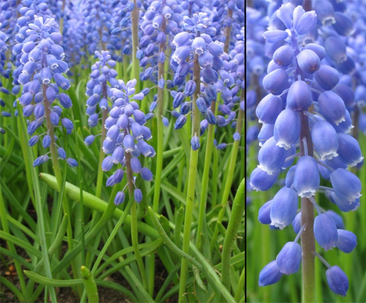 Изображение особи Muscari armeniacum.