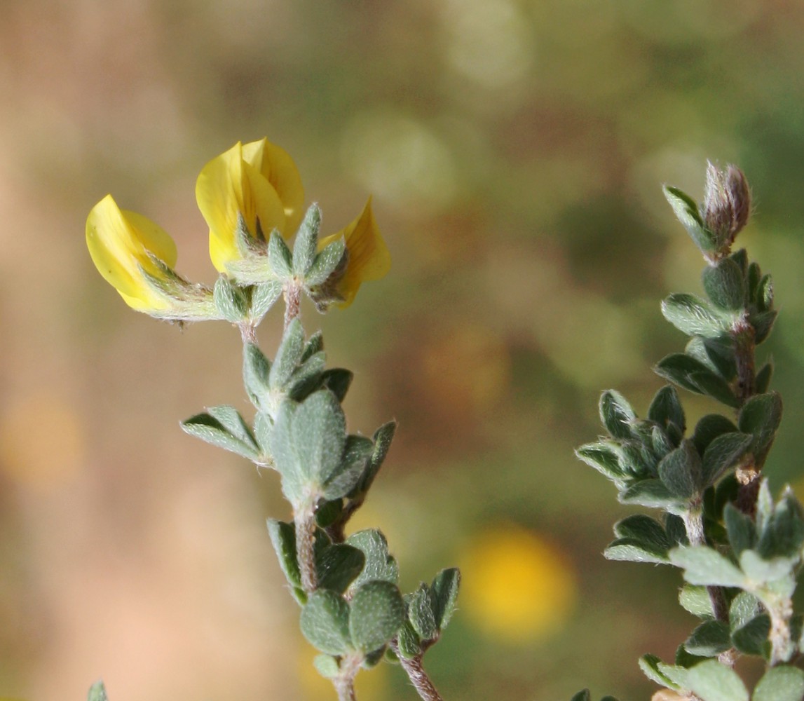 Image of Lotus halophilus specimen.