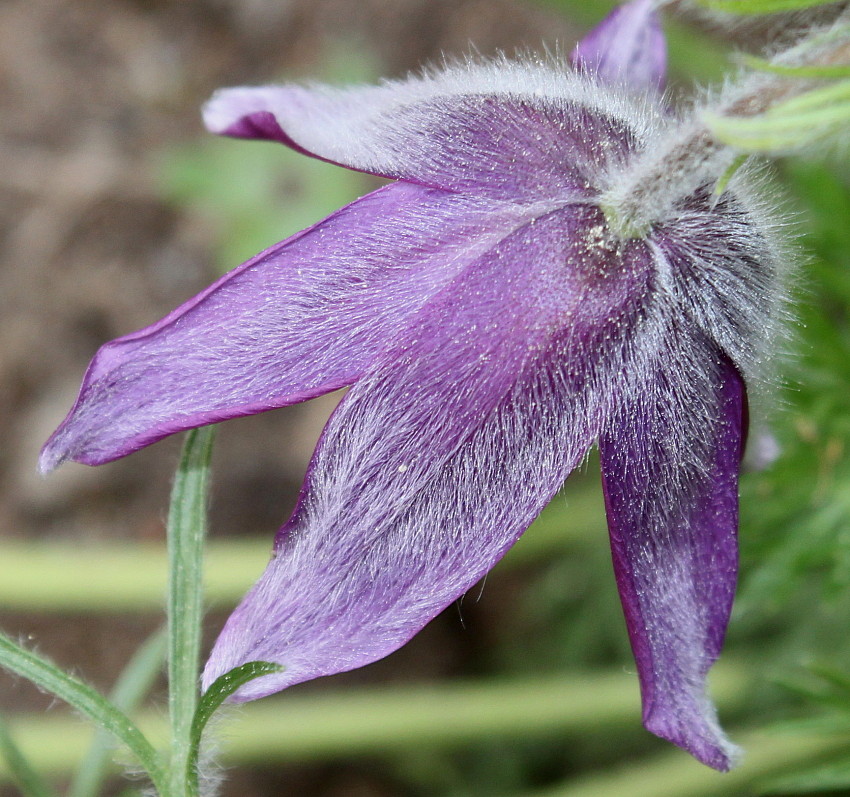 Изображение особи Pulsatilla vulgaris.