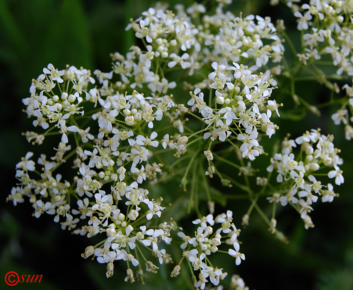 Image of Cardaria draba specimen.