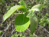 род Salix. Верхушка побега. Новосибирская обл., Карасукский р-н, с. Благодатное, остаток колка на краю поля. 17.05.2014.