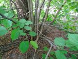 genus Tilia. Порослевые побеги. Москва, Кусково, лесопарк. 22.05.2014.