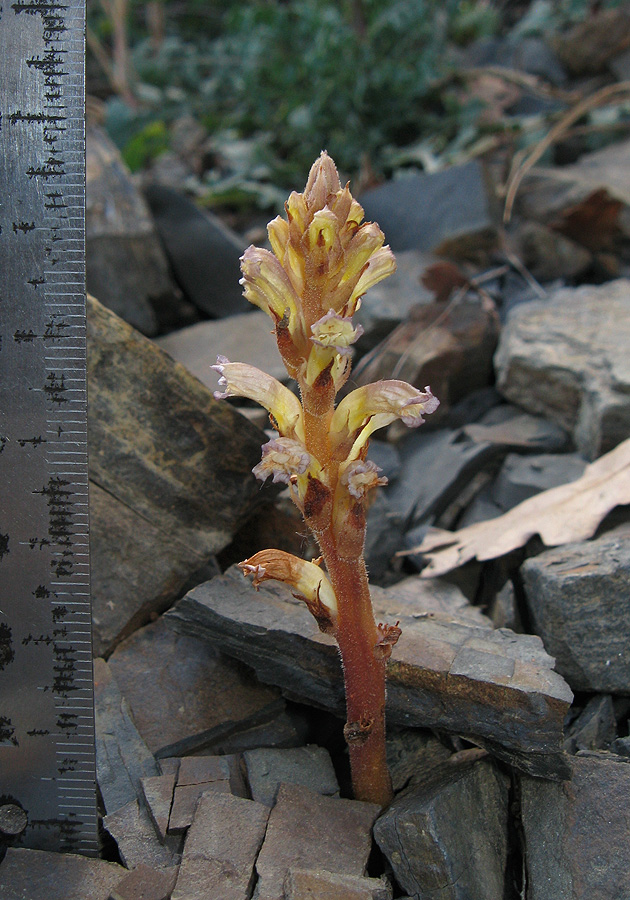 Image of Orobanche grenieri specimen.
