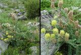 Astragalus maximus