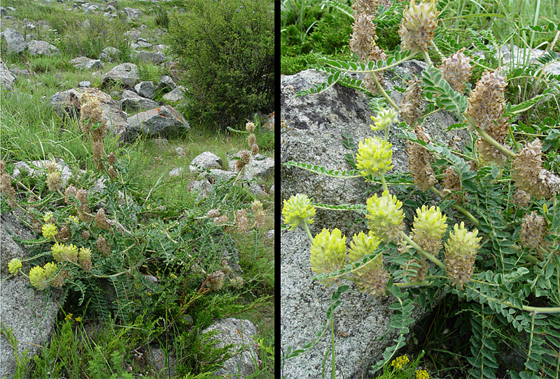 Изображение особи Astragalus maximus.