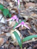 Cephalanthera rubra