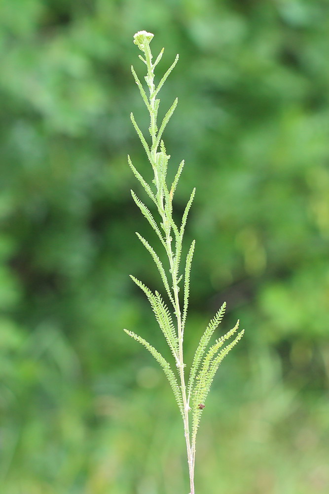 Изображение особи род Achillea.