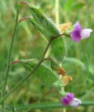 Lathyrus hirsutus