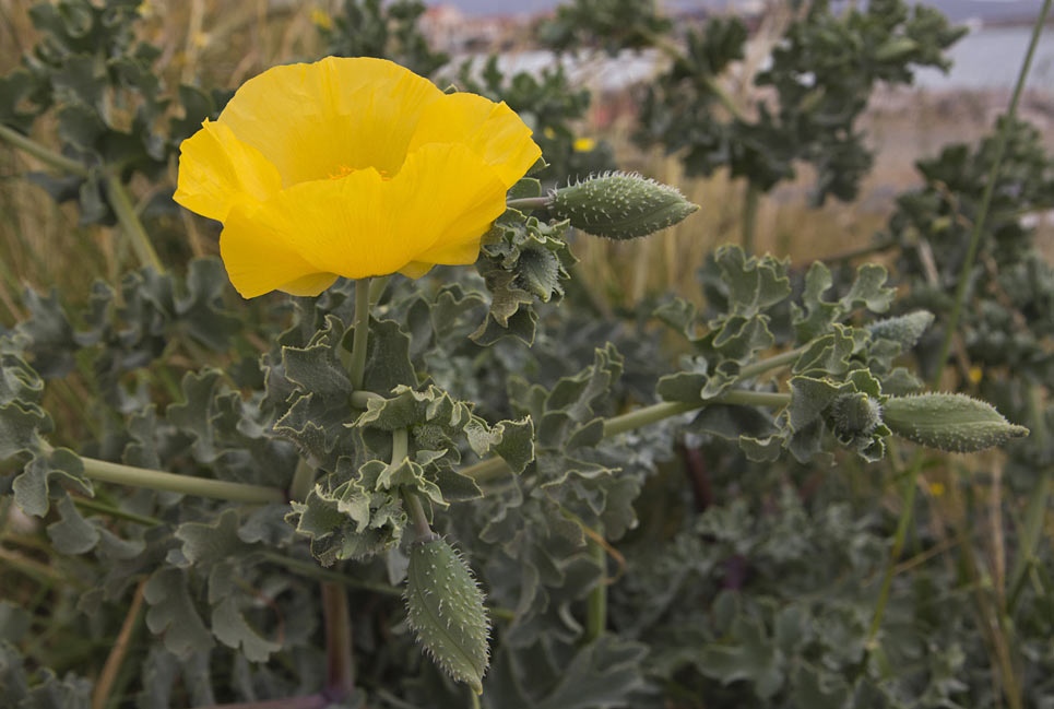 Изображение особи Glaucium flavum.