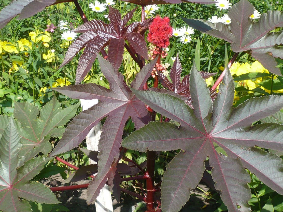 Image of Ricinus communis specimen.