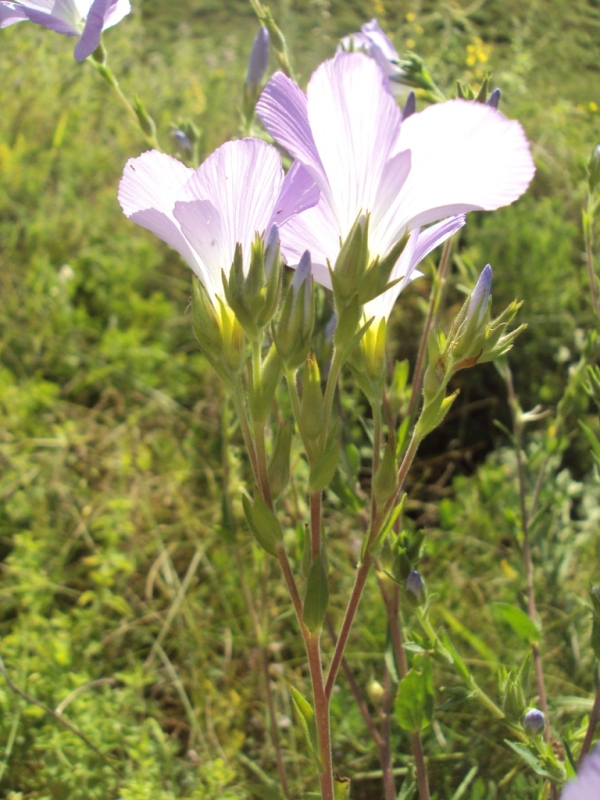 Изображение особи Linum hirsutum.