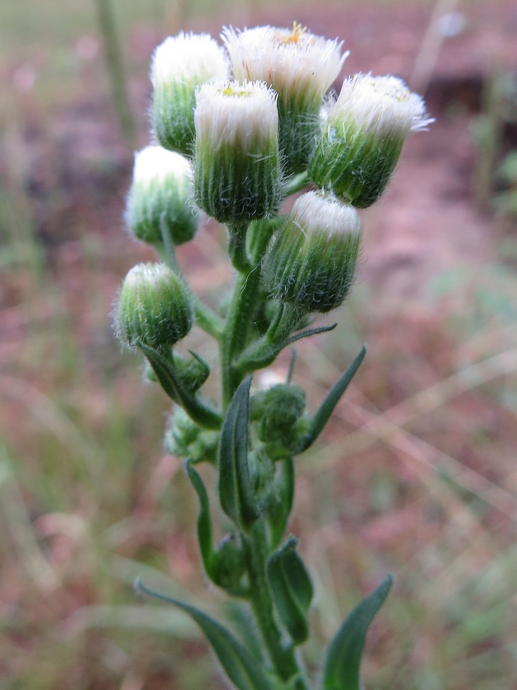 Изображение особи Erigeron acris.